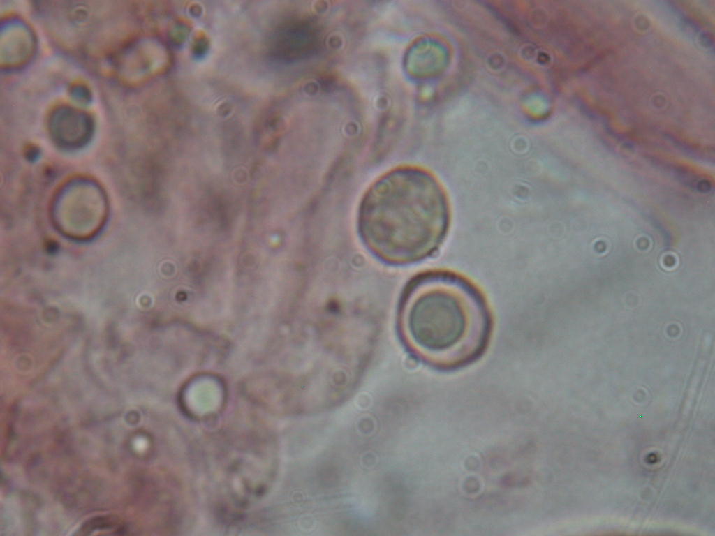Tephrocybe sphaerospora Khun.& Romagn.
